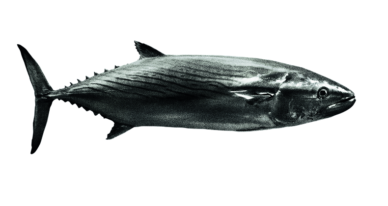 ponta-delgada-emblem-new